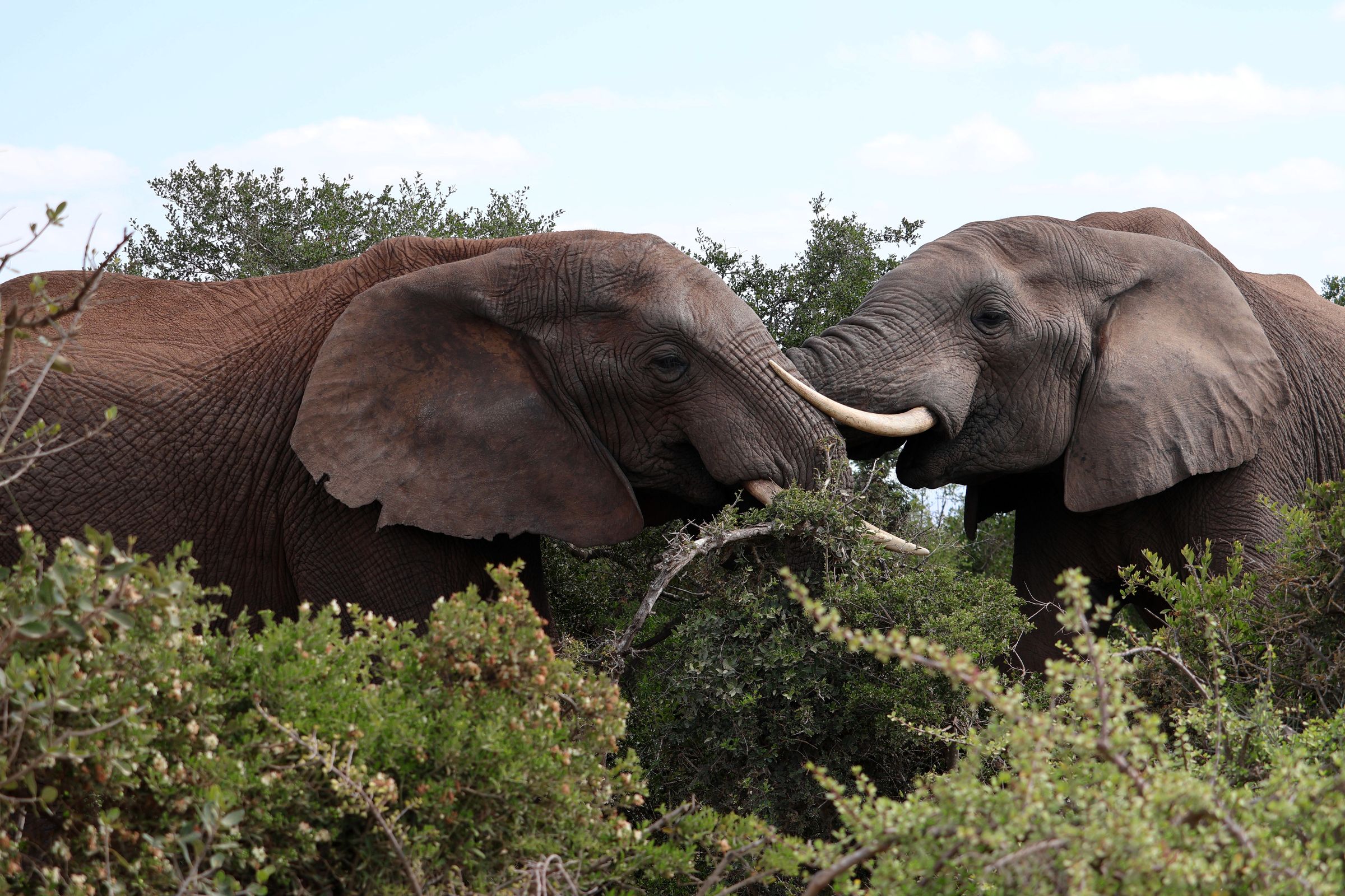 Tag 13 – Addo Elephant Park